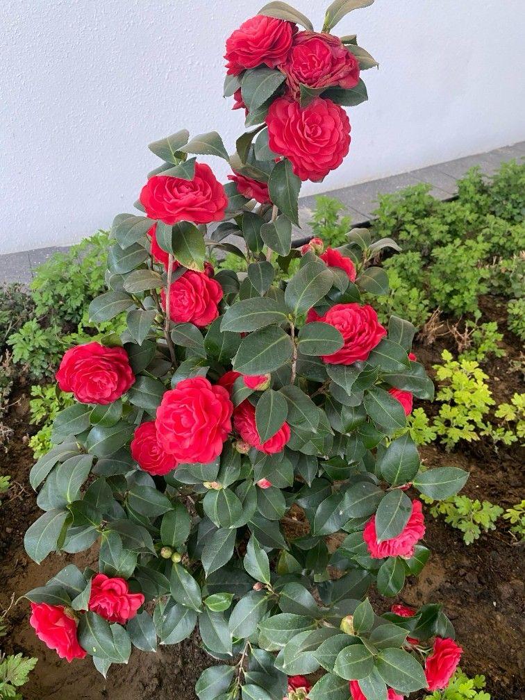 Hybrid Red Camellia Flower Plant (Pack Of-1)