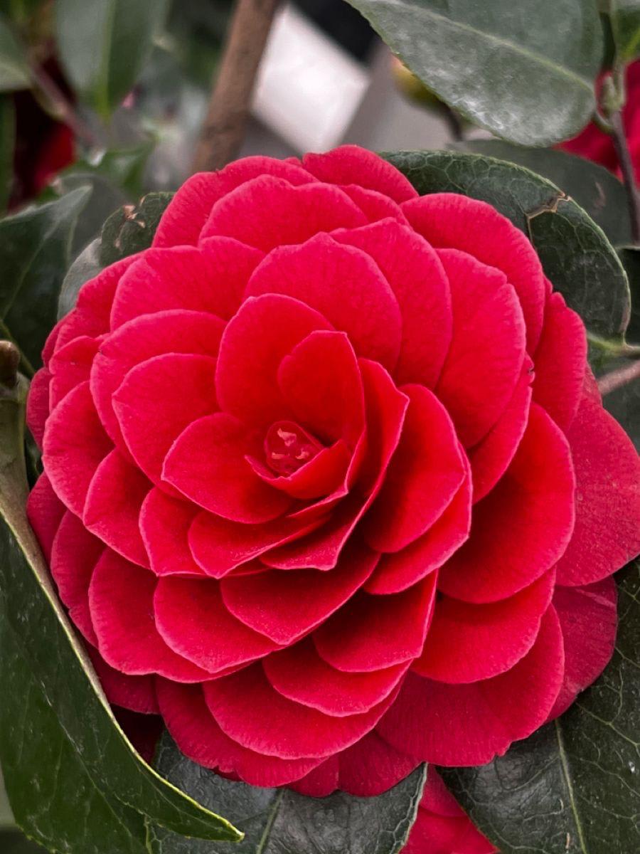 Hybrid Red Camellia Flower Plant (Pack Of-1)