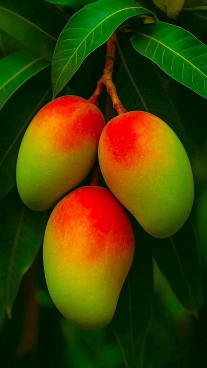 Hybrid Honeydew Mango Grafting Plant 🥭🥭🥭(Pack Of 1)