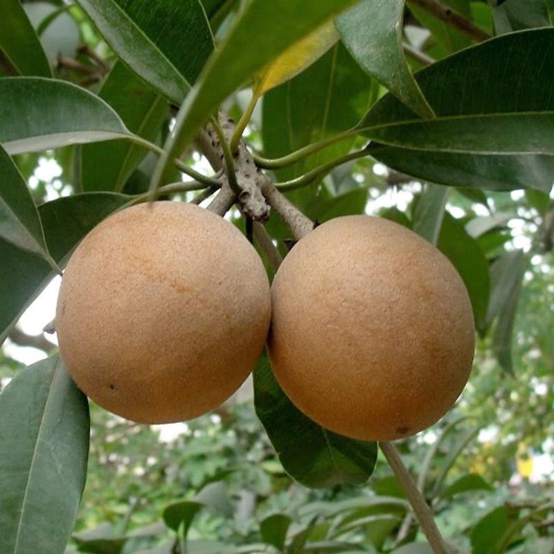 Hybrid Cricket Ball Chikoo Grafting Plant (Pack Of-1)