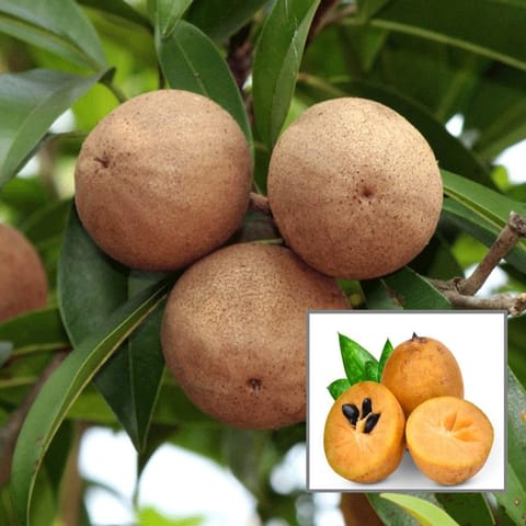 Hybrid Cricket Ball Chikoo Grafting Plant (Pack Of-1)