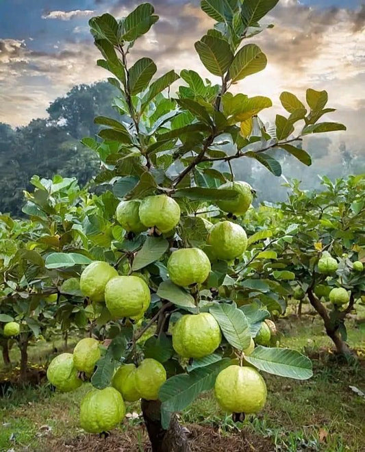 Thai 5 Guava Fruit Plant (Pack Of-1 )
