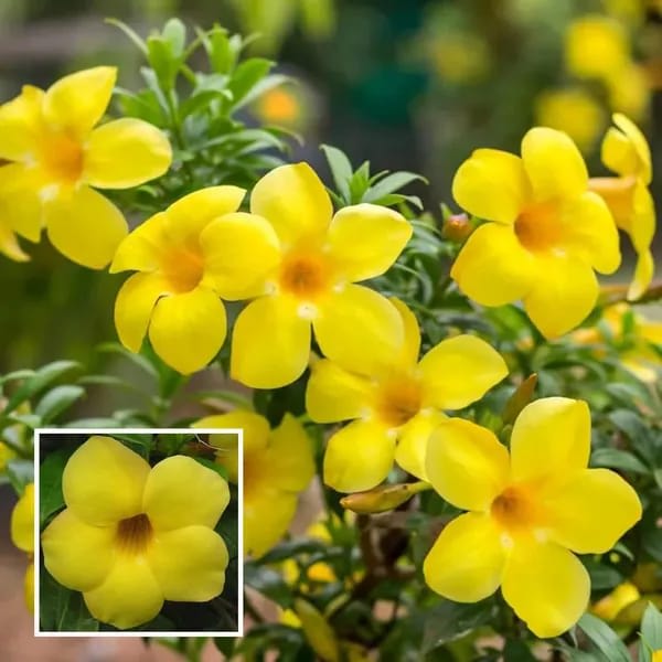 Hybrid Yellow Allamanda Flower Plant (Pack Of-1 )