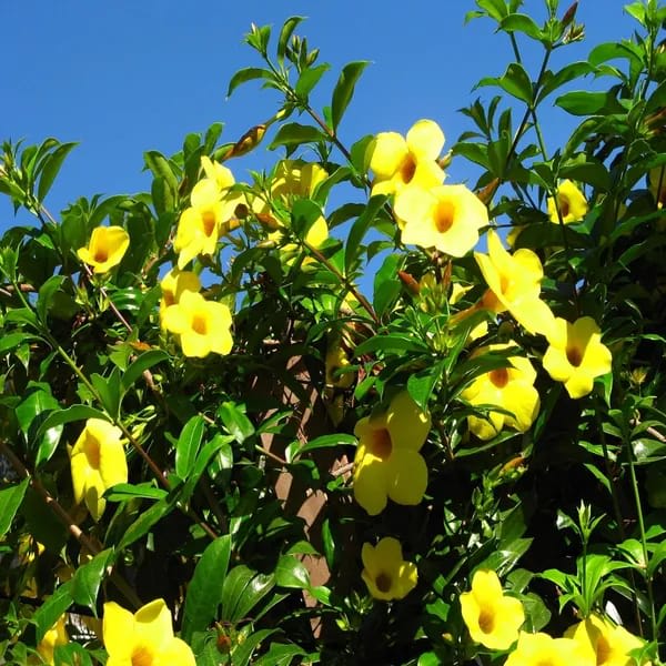 Hybrid Yellow Allamanda Flower Plant (Pack Of-1 )