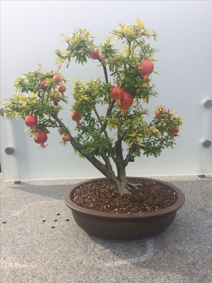 Hybrid Pomegranate Grafting Plant (Pack Of 1)