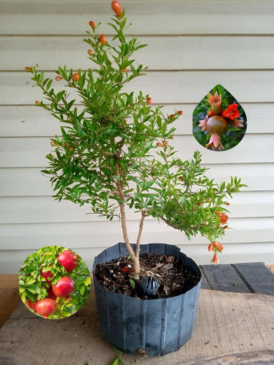Hybrid Pomegranate Grafting Plant (Pack Of 1)