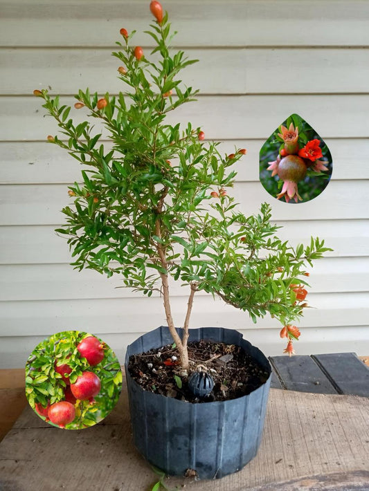 Hybrid Pomegranate Grafting Plant (Pack Of 1)