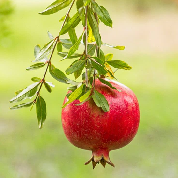 Hybrid Pomegranate Grafting Plant (Pack Of 1)