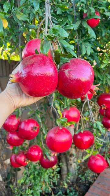 Hybrid Pomegranate Grafting Plant (Pack Of 1)