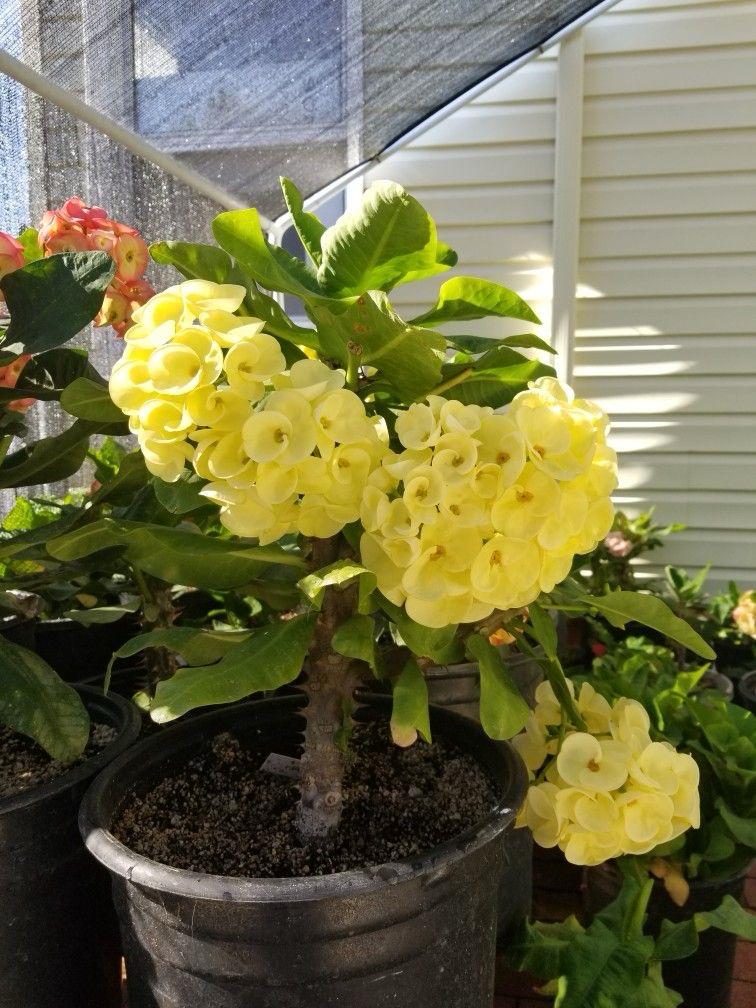 Yellow Mili Flower Plant (Pack Of-1)