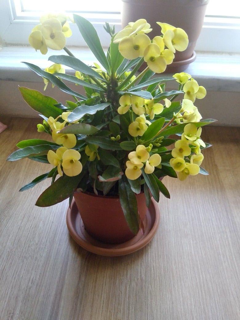 Yellow Mili Flower Plant (Pack Of-1)