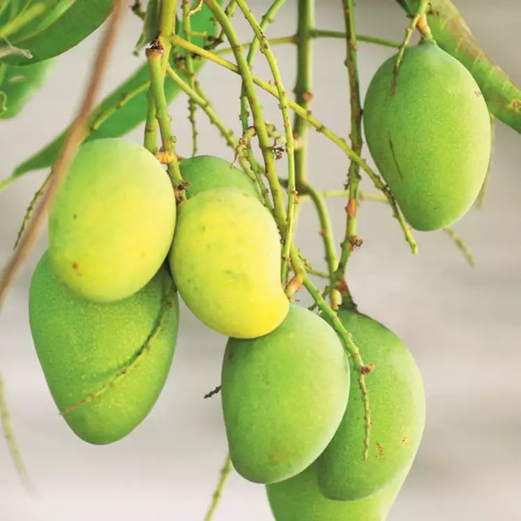 Hybrid Bari-11 Mango 🥭🥭🥭 Grafting Plant (Pack Of 1)