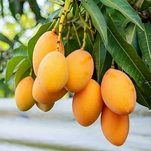 Hybrid Bari-11 Mango 🥭🥭🥭 Grafting Plant (Pack Of 1)