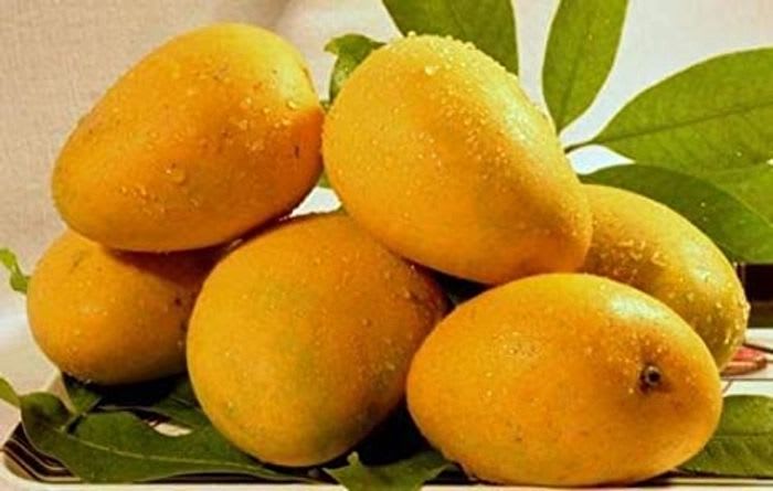 Hybrid Bari-11 Mango 🥭🥭🥭 Grafting Plant (Pack Of 1)
