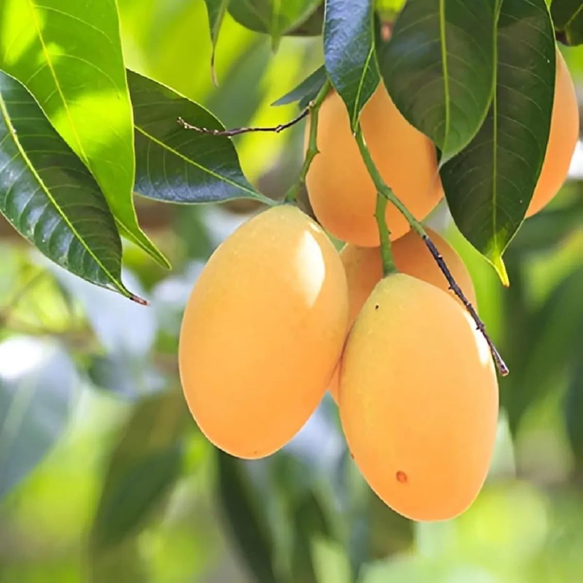 Alphonso Hapus Ratnagiri Mango Aam Grafted Fruit Plant (1.5-3 Ft.)