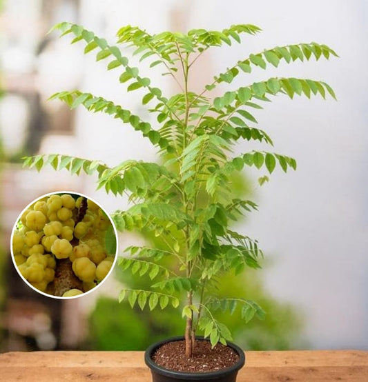 Airlayered star gooseberry plant  (Pack Of 1)