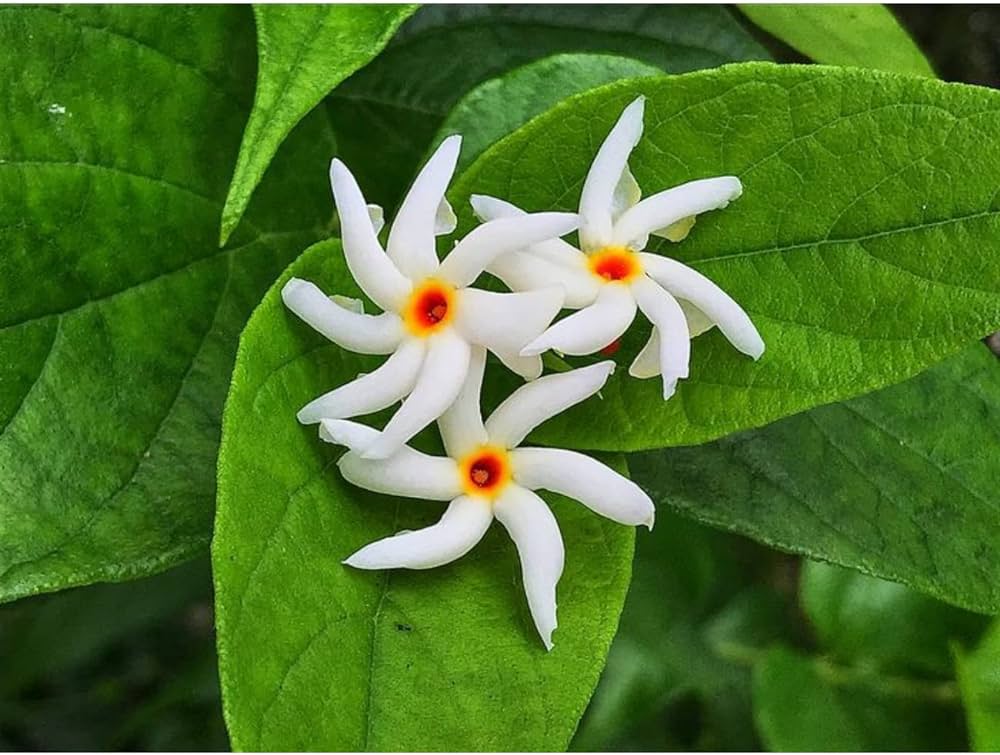 All Time Parijat Night Flowering Jasmine  Plant (Pack Of 1)