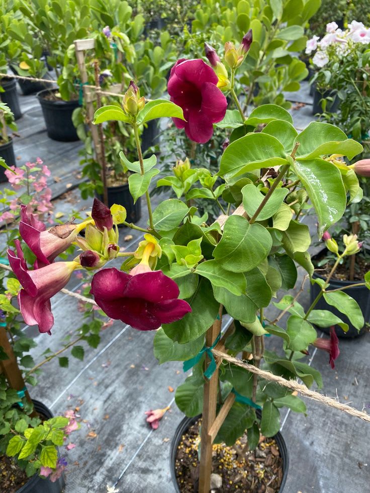 Allamanda Flower Plant (Red) Pack Of 1