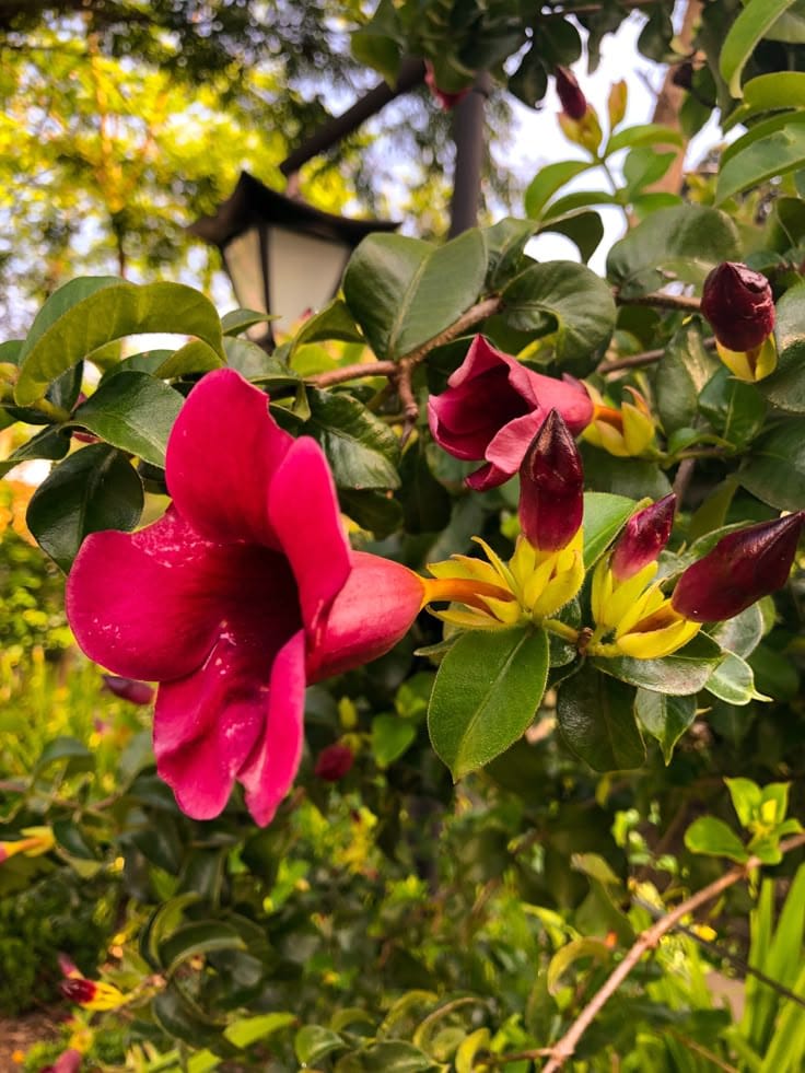 Allamanda Flower Plant (Red) Pack Of 1