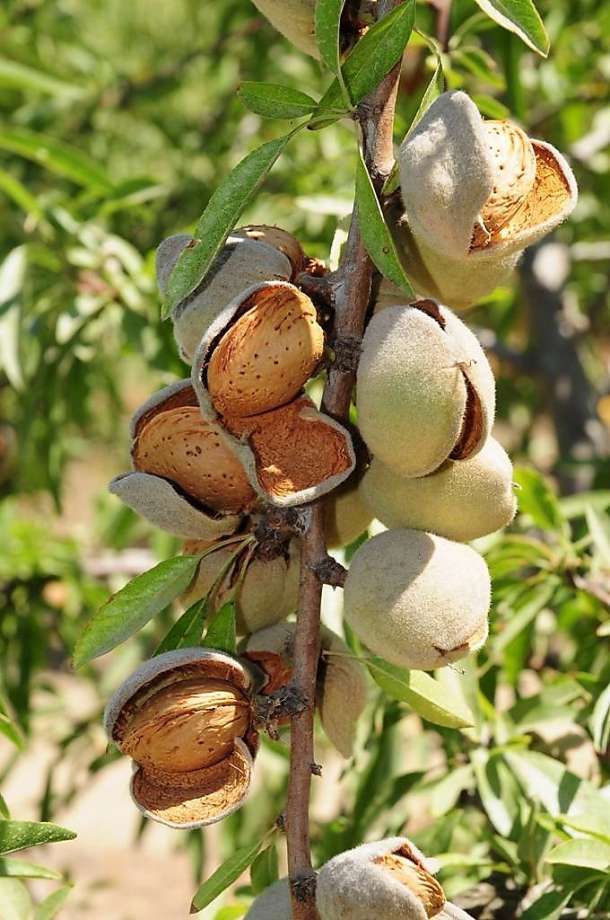 Almond Fruit Hybrid Plant (Pack Of 1 )