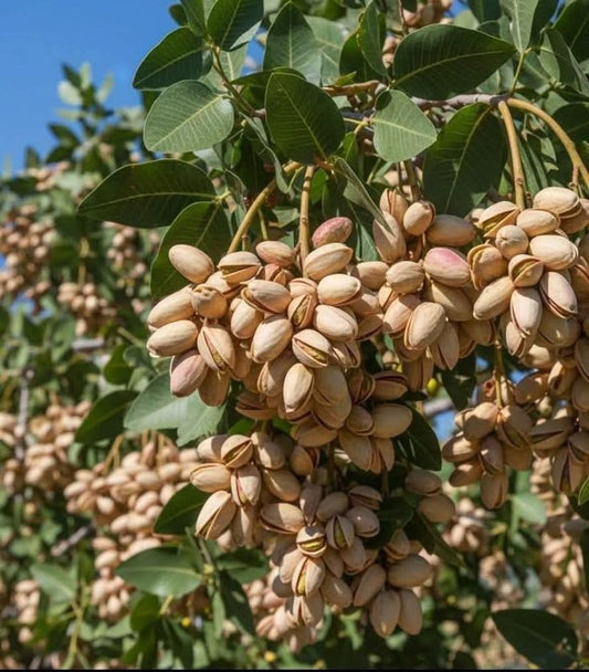 Almond Fruit Hybrid Plant (Pack Of 1 )