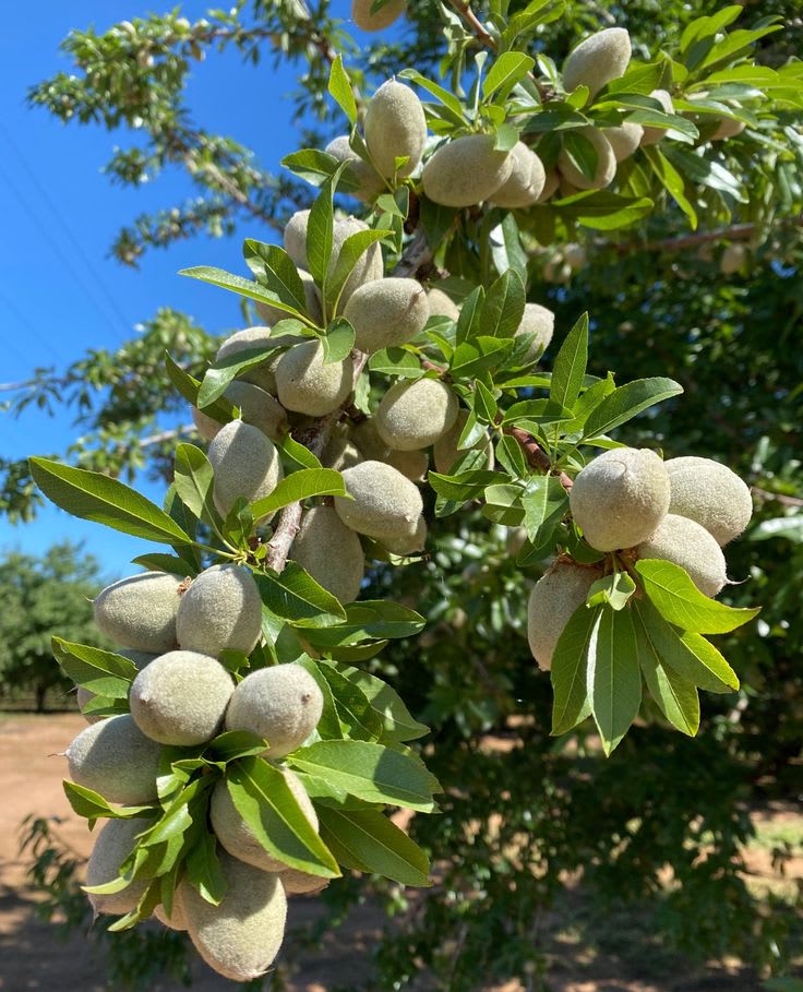 Almond Fruit Hybrid Plant (Pack Of 1 )