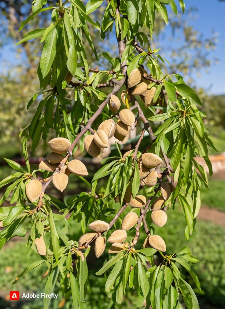 Almond Fruit Hybrid Plant (Pack Of 1 )