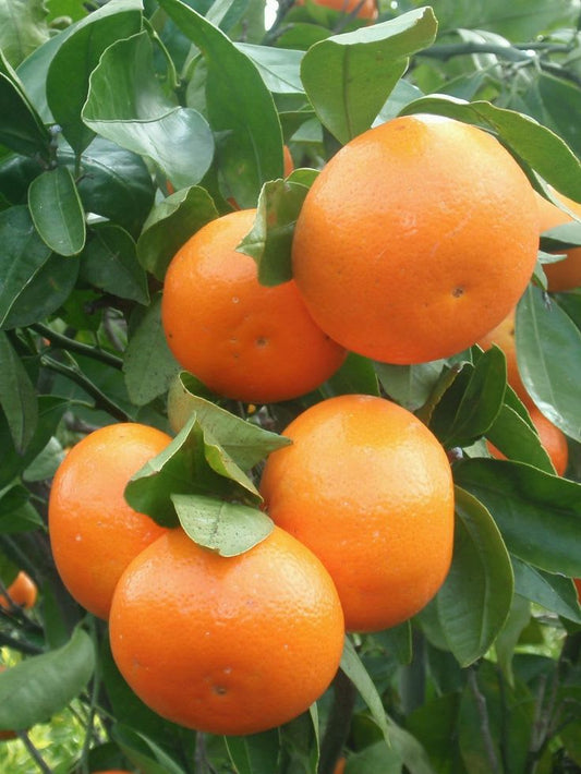 Amber Glow Orange Plant (Pack Of 1)