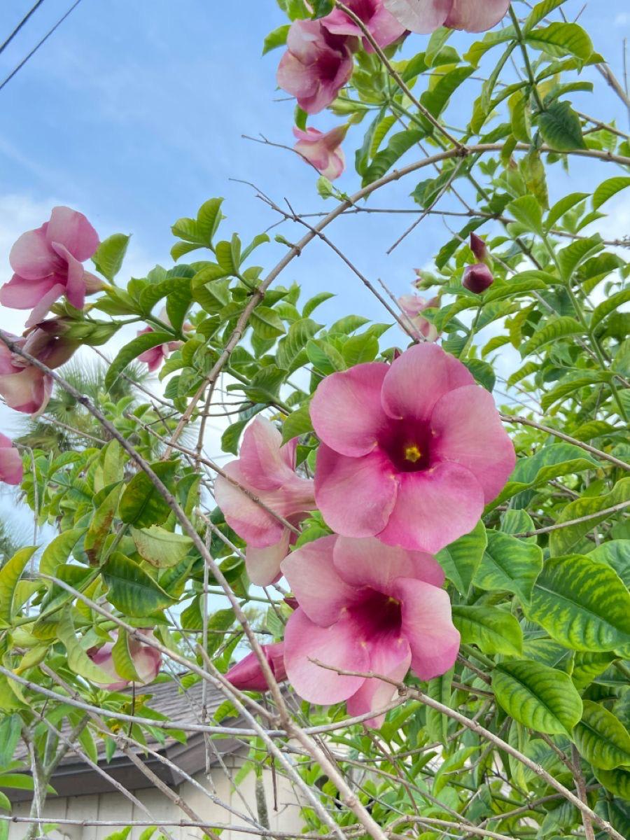 Hybrid Pink Allamanda Flower Plant (Pack Of-1 )