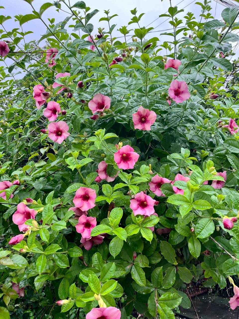 Hybrid Pink Allamanda Flower Plant (Pack Of-1 )