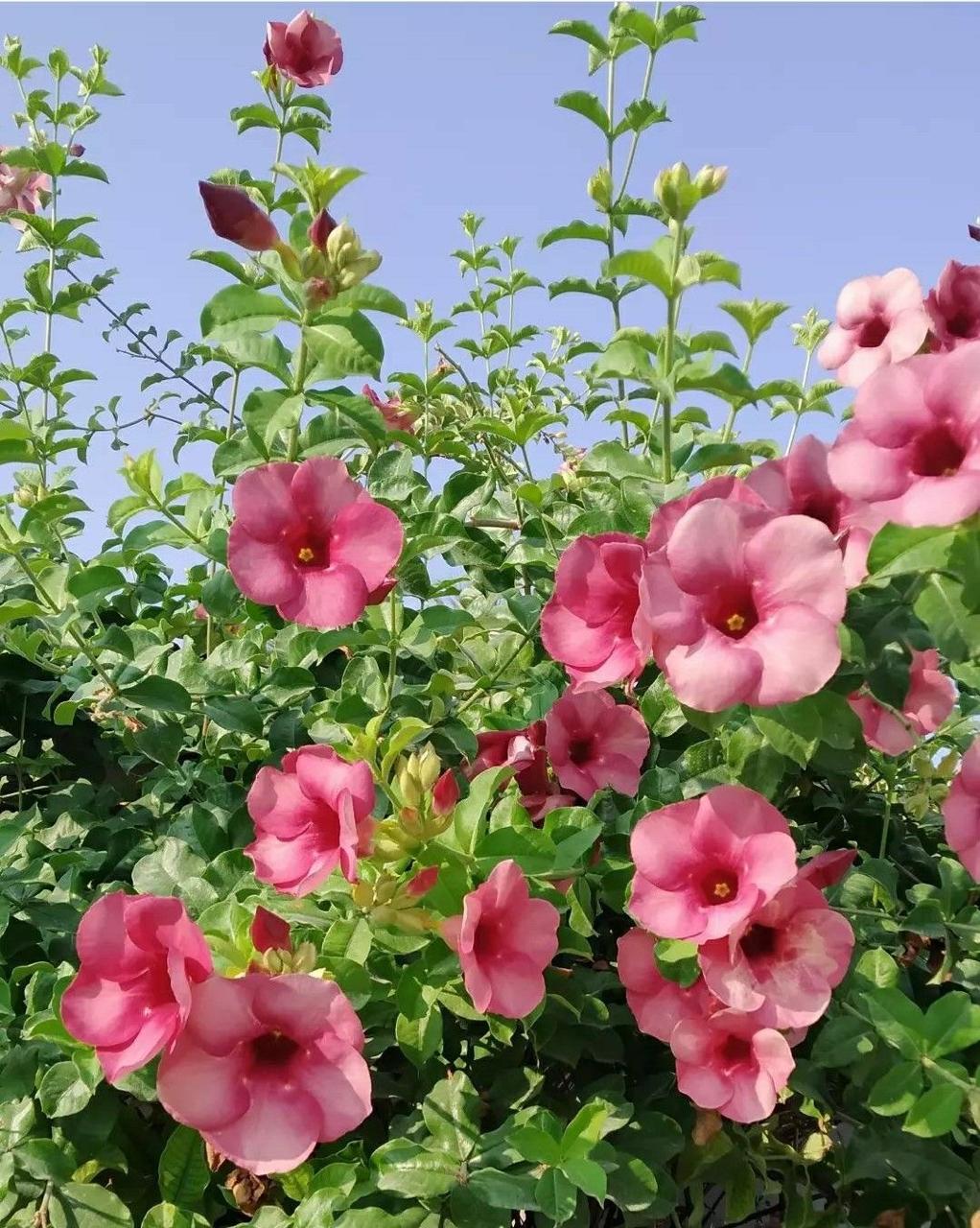 Hybrid Pink Allamanda Flower Plant (Pack Of-1 )