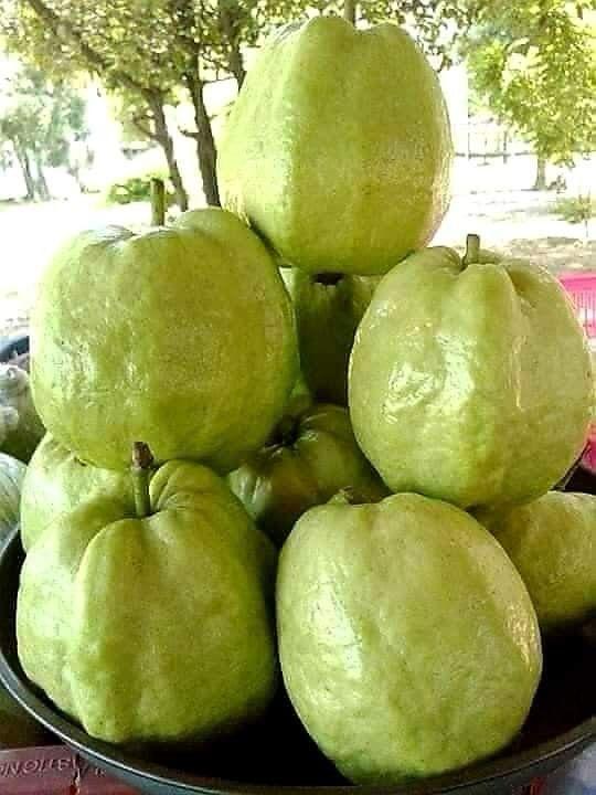 Hybrid Baruipur Guava Fruit Plant ( Pack Of-1 )