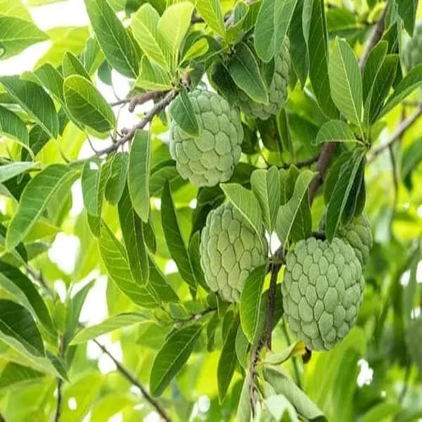 Custard Apple Fruit Plant (Hybrid & Grafting )Pack Of-1