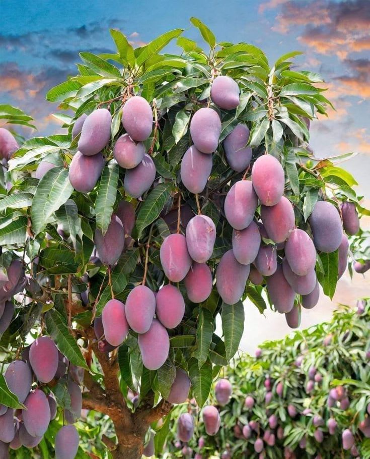 Hybrid Gourmoti Mango 🥭🥭🥭 Grafting Fruit Plant (Pack Of-1 )