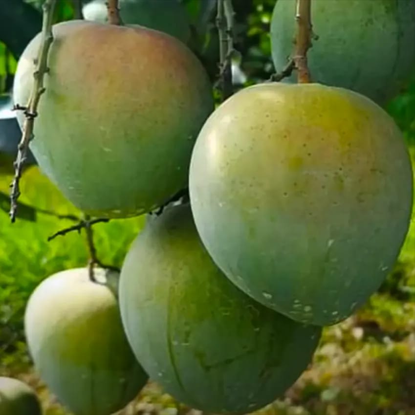 Bangladesh Bari 4 Mango🥭🥭🥭 Grafting Fruit Plant (1.5-3 Feet Height Pack Of 1)
