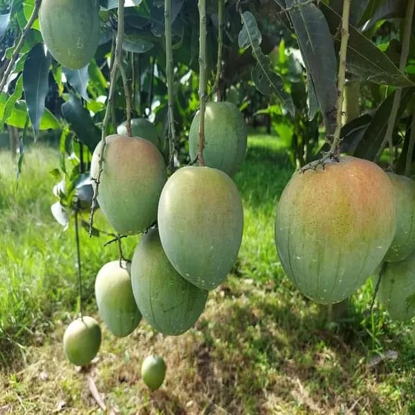 Bangladesh Bari 4 Mango🥭🥭🥭 Grafting Fruit Plant (1.5-3 Feet Height Pack Of 1)