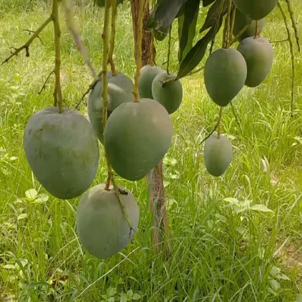 Bangladesh Bari 4 Mango🥭🥭🥭 Grafting Fruit Plant (1.5-3 Feet Height Pack Of 1)