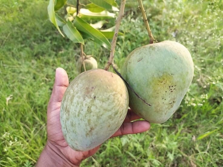 Bangladesh Bari 4 Mango🥭🥭🥭 Grafting Fruit Plant (1.5-3 Feet Height Pack Of 1)
