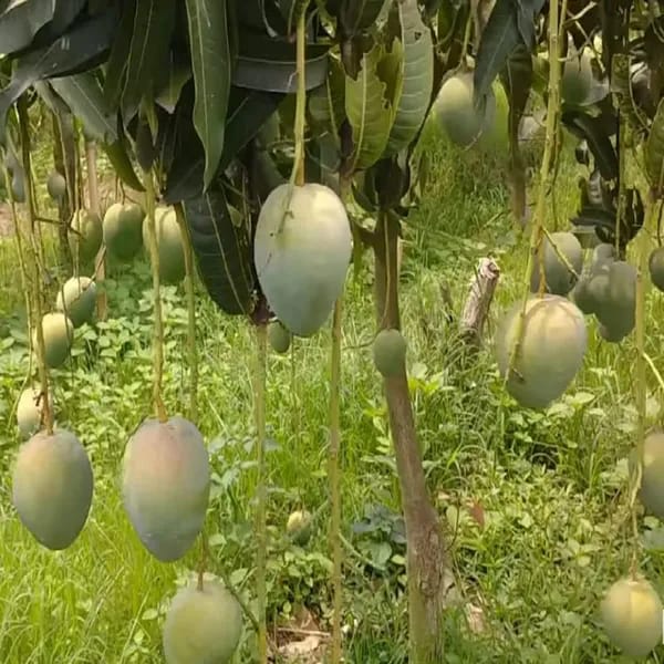 Bangladesh Bari 4 Mango🥭🥭🥭 Grafting Fruit Plant (1.5-3 Feet Height Pack Of 1)