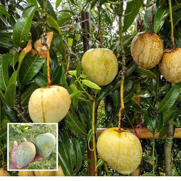 Bangladesh Bari 4 Mango🥭🥭🥭 Grafting Fruit Plant (1.5-3 Feet Height Pack Of 1)