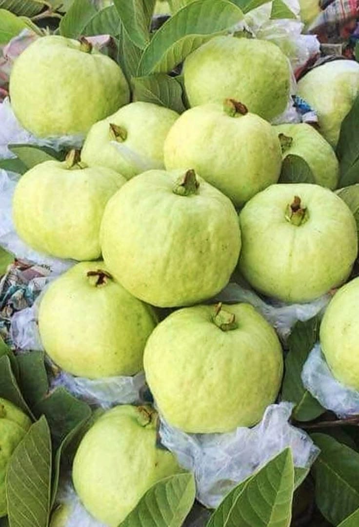Bangladeshi Hybrid Guava Plant (Pack Of 1)