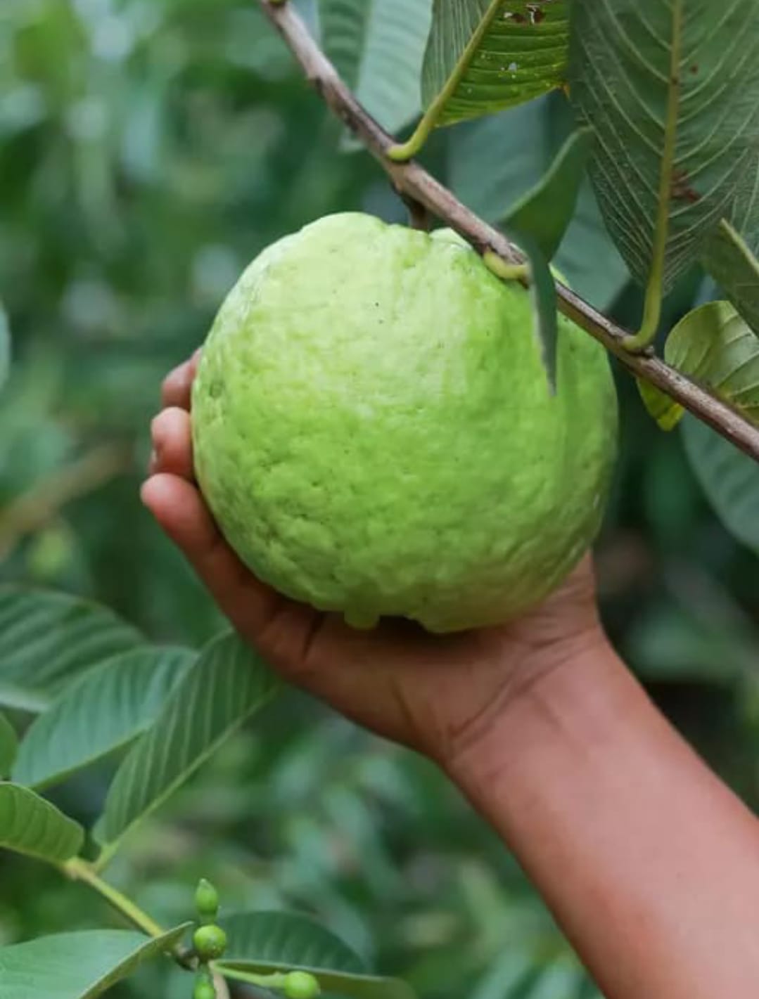 Bangladeshi Hybrid Guava Plant (Pack Of 1)
