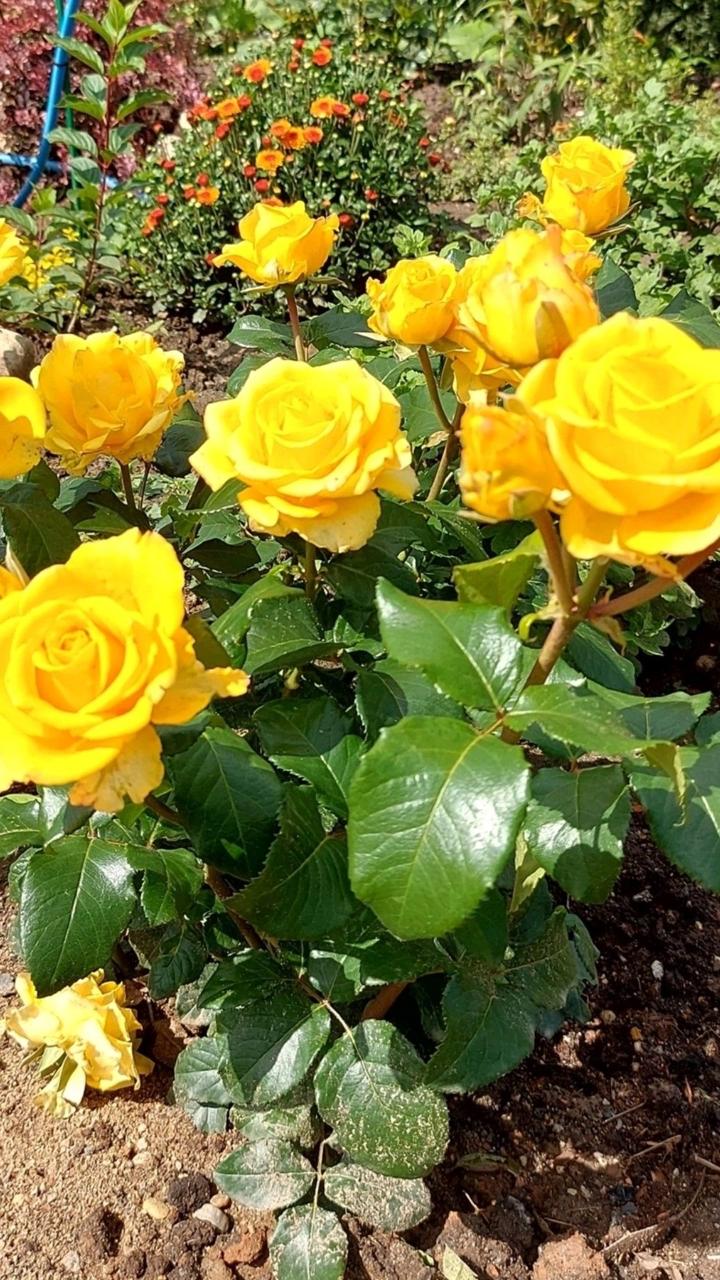Hybrid Yellow Rose Flower Plant (Pack Of-1)
