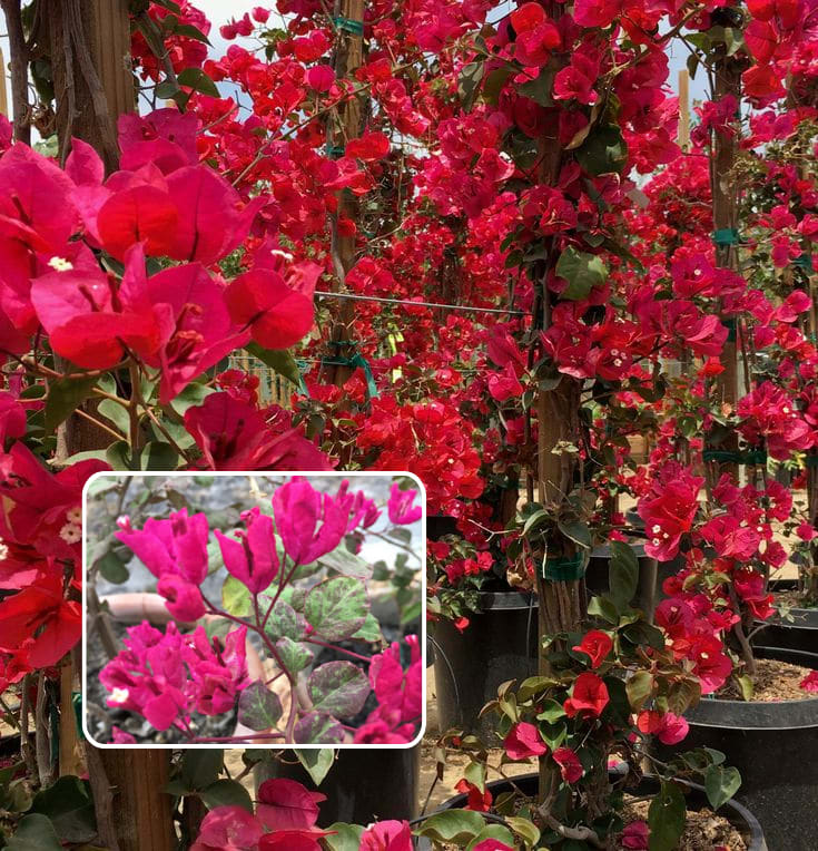 Black Maria Bougainvillea Flowers Plant (Pack Of 1)