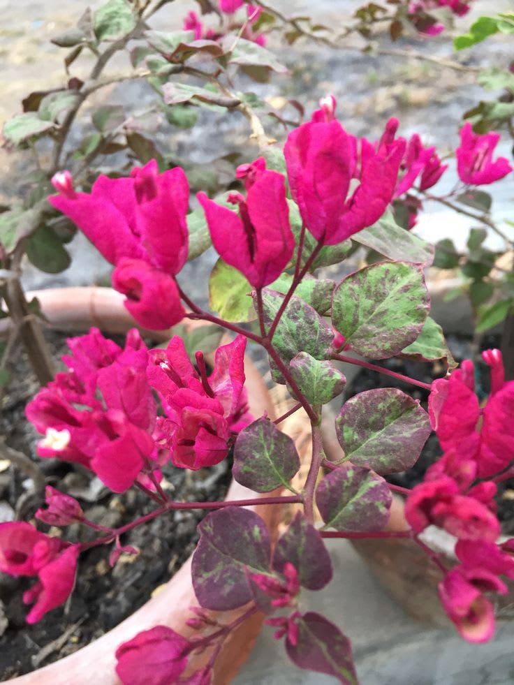 Black Maria Bougainvillea Flowers Plant (Pack Of 1)