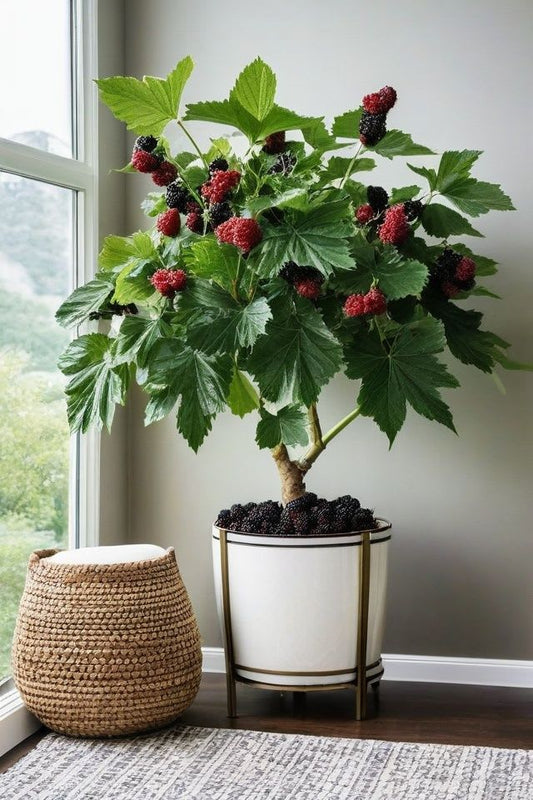 Blackberry Plant Hybrid Plant (Pack Of 1)