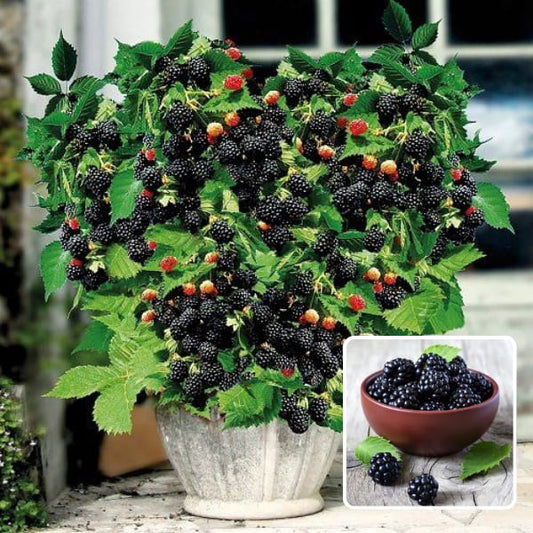 Blackberry Plant Hybrid Plant (Pack Of 1)