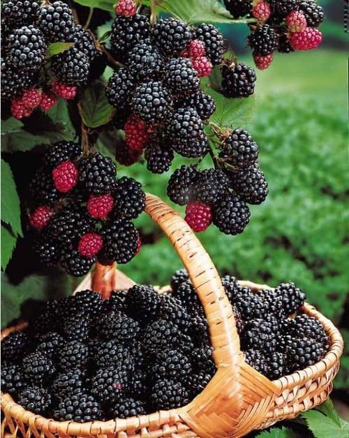 Blackberry Plant Hybrid Plant (Pack Of 1)
