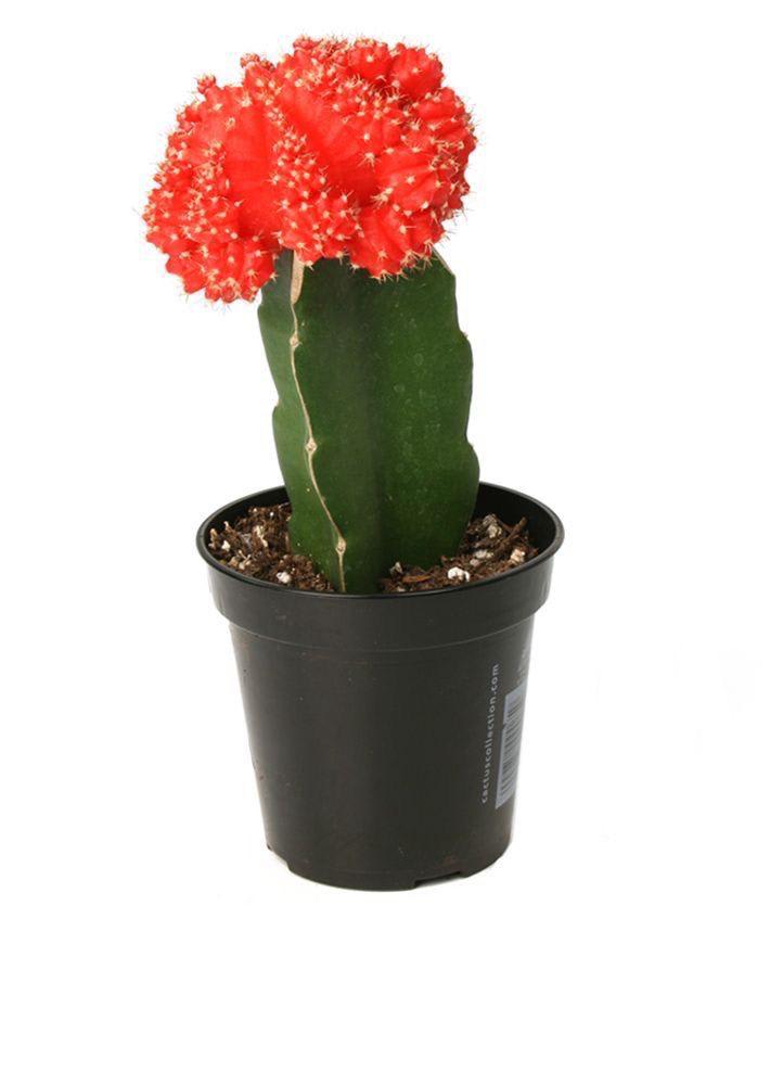 Hybrid Red Moon Cactus Plant (Pack Of-1 )