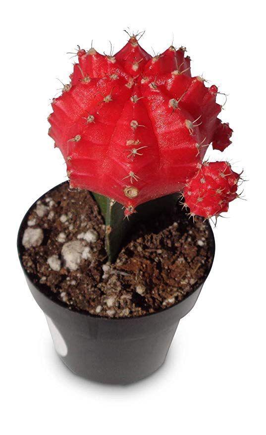 Hybrid Red Moon Cactus Plant (Pack Of-1 )